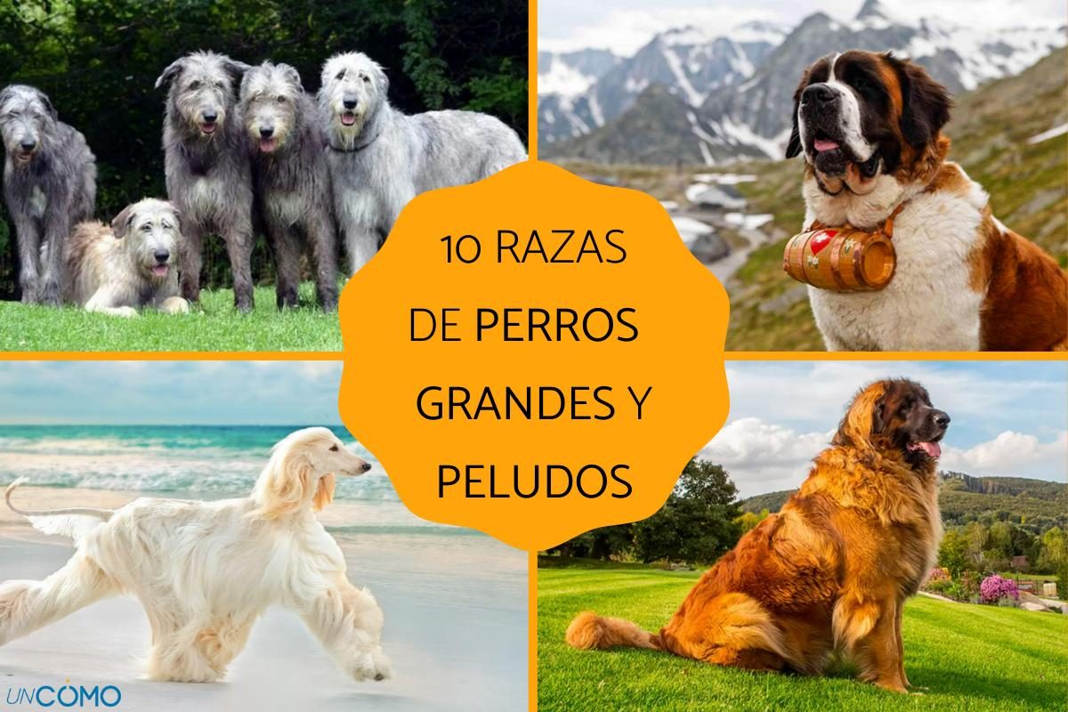 Ante El Avance De Los Osos Sobre Las Ciudades Jap N Prueba Una Soluci N Inesperada Perros Robots Aut Nomos