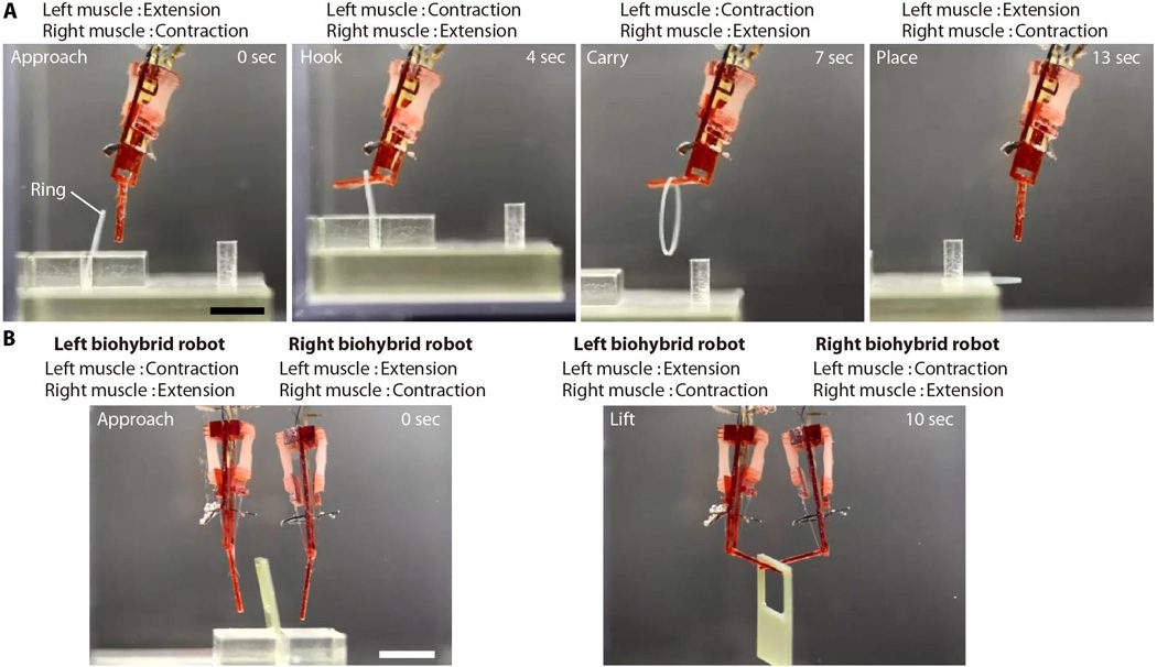 Diseñan robots biohíbridos con músculos vivos capaces de saltar y nadar sin motores rígidos